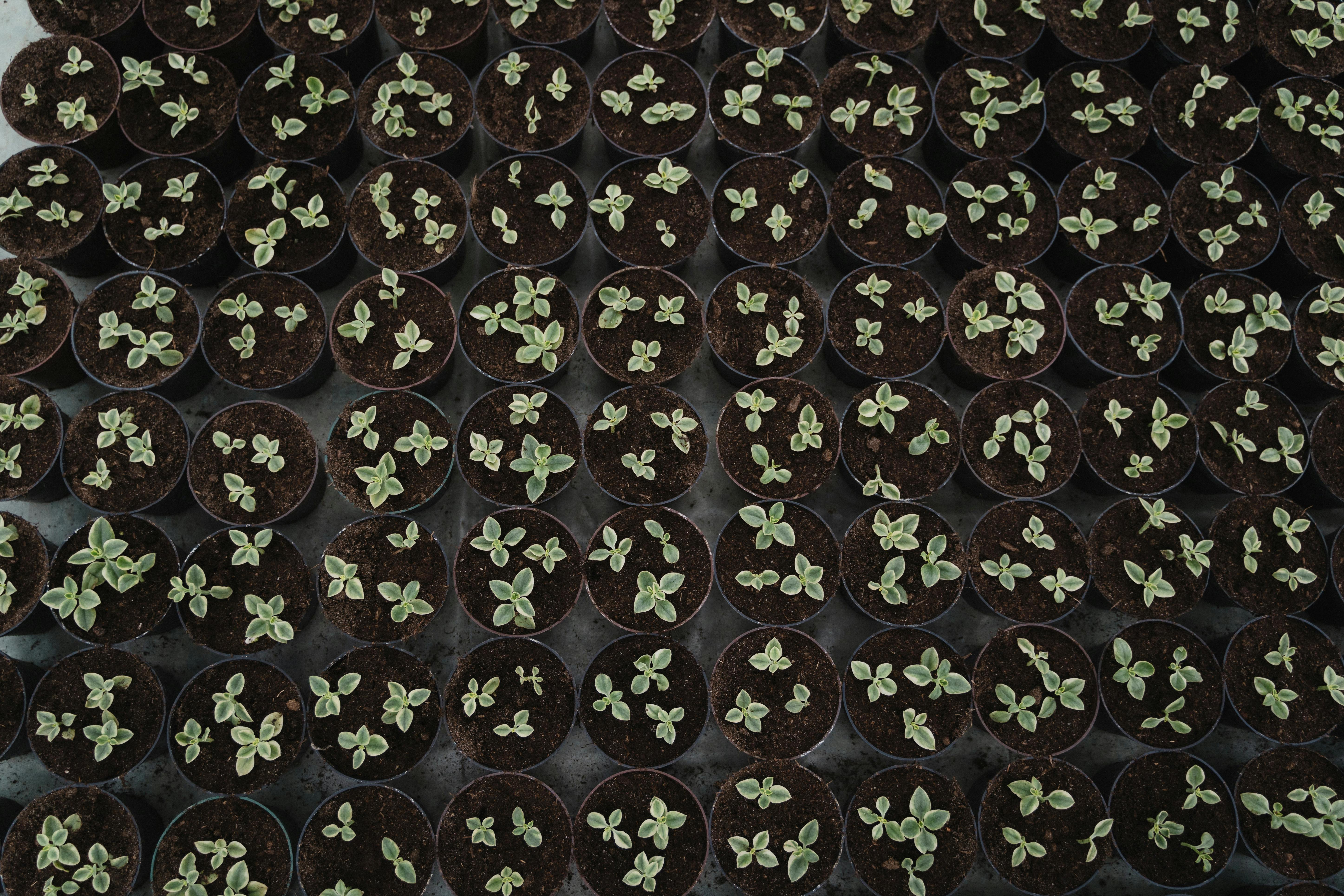 Potted plants symbolizing growth and long-term success.